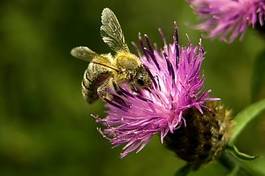 Fototapeta kwiat pyłek oset nektar bee