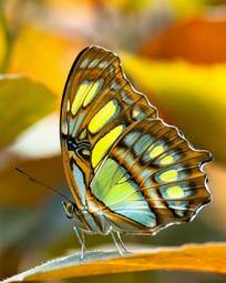 Fototapeta zwierzę natura motyl owad zbliżenie