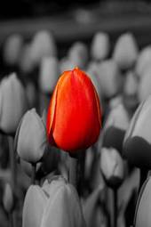 Fotoroleta czerwony tulipan wśród tulipanów w odcieniach szarości