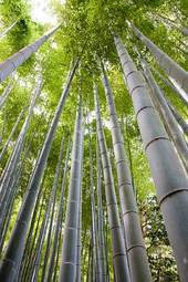Plakat spokojny tropikalny bambus natura