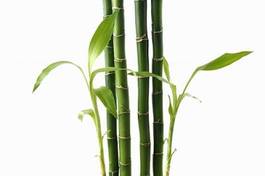 Naklejka wschód roślina zen bambus
