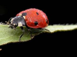 Naklejka natura biedronkowate czarny zbroja owad