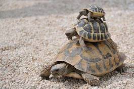 Fototapeta wyścig zwierzę żółw prowansja grecki