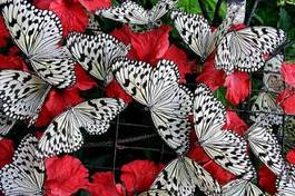 Obraz na płótnie natura ogród motyl