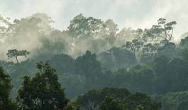 Naklejka natura tropikalny dziki dżungla droga