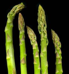Fototapeta zdrowy warzywo szparagi