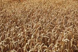 Fotoroleta rolnictwo jęczmień natura zdrowie pszenica