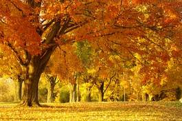 Plakat las drzewa ścieżka jesień