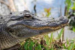 Plakat gad narodowy krokodyl