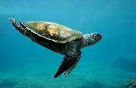 Naklejka podwodne morze woda żółw