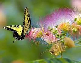 Obraz na płótnie natura kwiat motyl