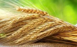 Fotoroleta mąka pszenica rolnictwo zboże