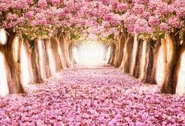 Fototapeta kwitnący tunel piękny pejzaż droga