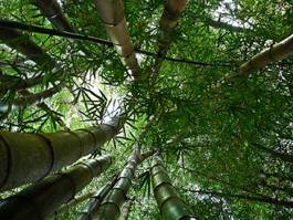 Naklejka las tropikalny roślina