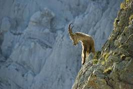 Fototapeta natura zwierzę koza