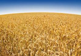 Fotoroleta zdrowy żniwa rolnictwo niebo