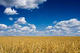 Fotoroleta rolnictwo zboże niebo żyto
