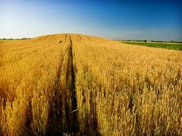Fototapeta ameryka trawa ziarno zdrowie pszenica