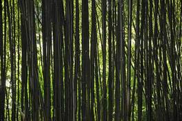 Plakat roślina las bambus