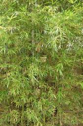 Plakat ogród roślina egzotyczny bambus