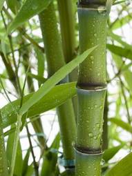 Plakat roślina trawa japonia bambus azjatycki