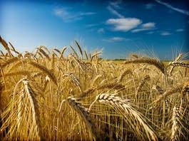 Fotoroleta żniwa zboże trawa ziarno rolnictwo