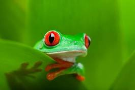 Naklejka tropikalny oko roślina żaba natura