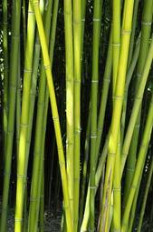 Naklejka roślina natura ogród bambus zieleni