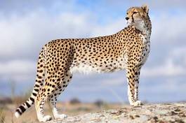 Plakat gepard kot pyszny