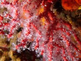 Obraz na płótnie morze śródziemne koral morze ekologia biżuteria