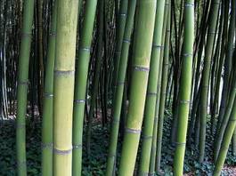 Fotoroleta bambus azja las natura