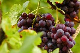 Fotoroleta roślina winorośl jesień żniwa jedzenie