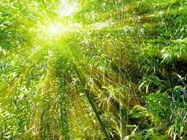 Plakat bambus ogród spokojny słońce