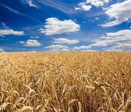 Fototapeta żyto pszenica niebo ziarno rolnictwo