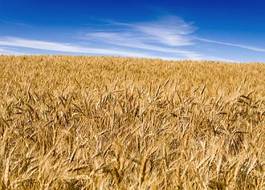 Fotoroleta natura pszenica zboże żniwa rolnictwo