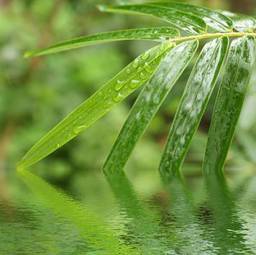 Obraz na płótnie zen woda roślina