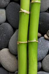 Plakat bambus roślinność roślina egzotyczny