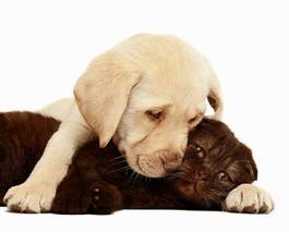 Plakat pies szczenię labrador zwierzę czekolada