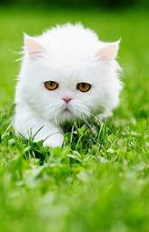 Fototapeta biały kot na łące