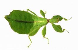 Naklejka zwierzę tropikalny zielony liść owad