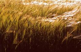 Fotoroleta krajobraz pszenica jedzenie rolnictwo jęczmień