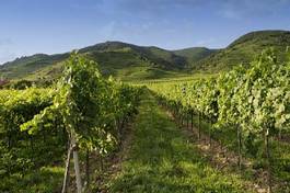 Obraz na płótnie winorośl austria niebo lato