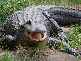 Fotoroleta aligator krokodyl zwierzę