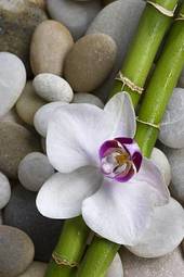 Obraz na płótnie egzotyczny bambus kwiat świeży