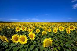 Naklejka kwiat olej słonecznik krajobraz słońce