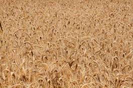 Obraz na płótnie żniwa pszenica pole lato jedzenie