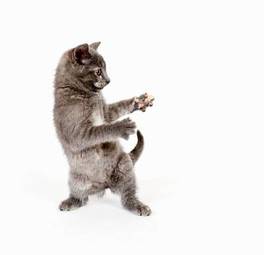 Naklejka ładny zwierzę zabawa taniec kot