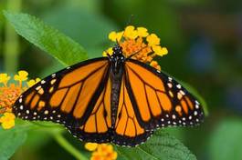 Plakat zwierzę motyl natura tropikalny kwiat