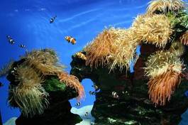 Fotoroleta morze rafa ryba podwodne woda