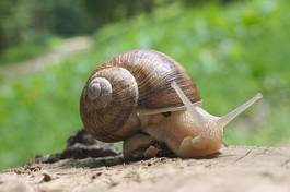 Fototapeta zwierzę indeksowania szczelinomierz ślimak